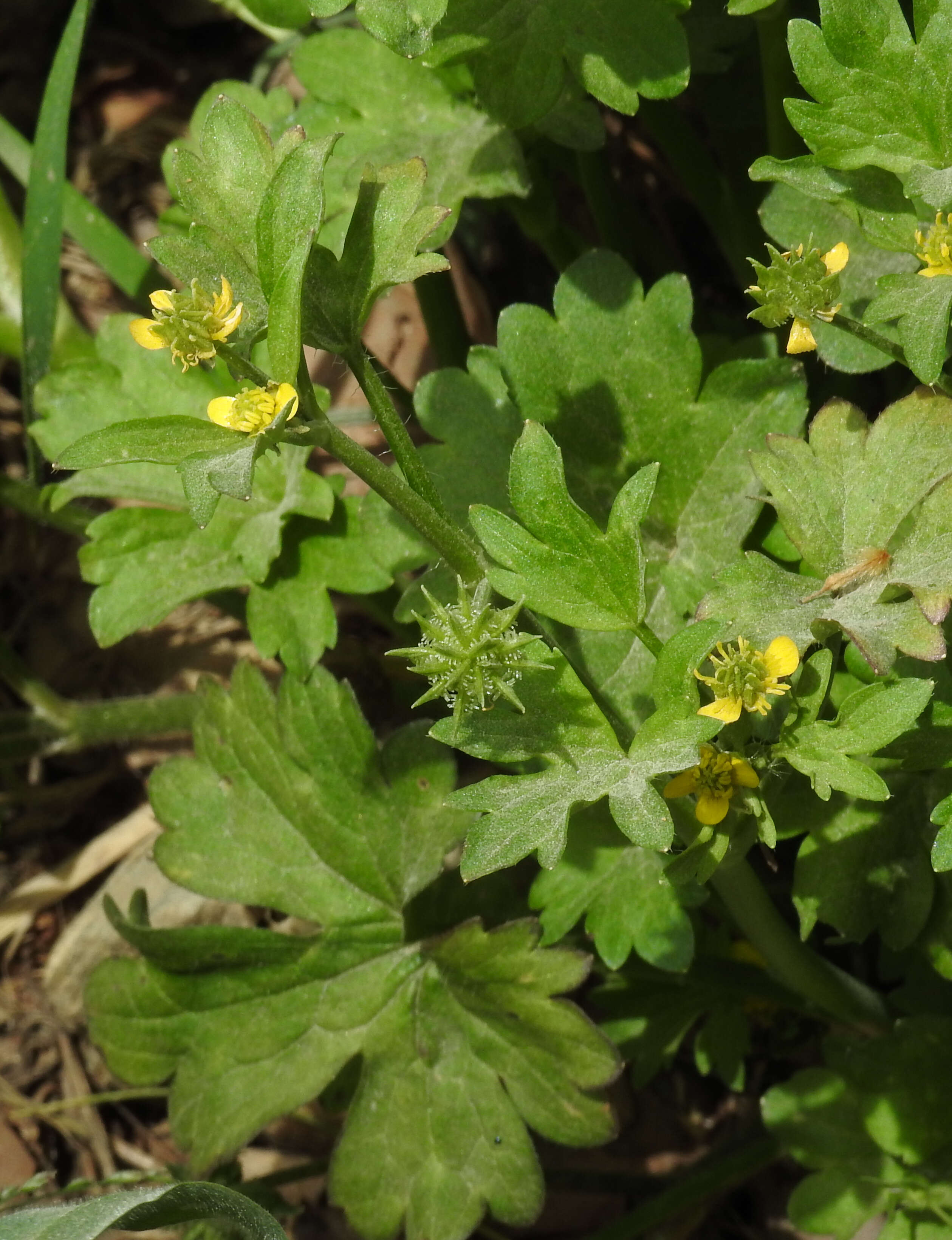 Image de Ranunculus muricatus L.