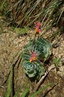 Image of hens and chicks