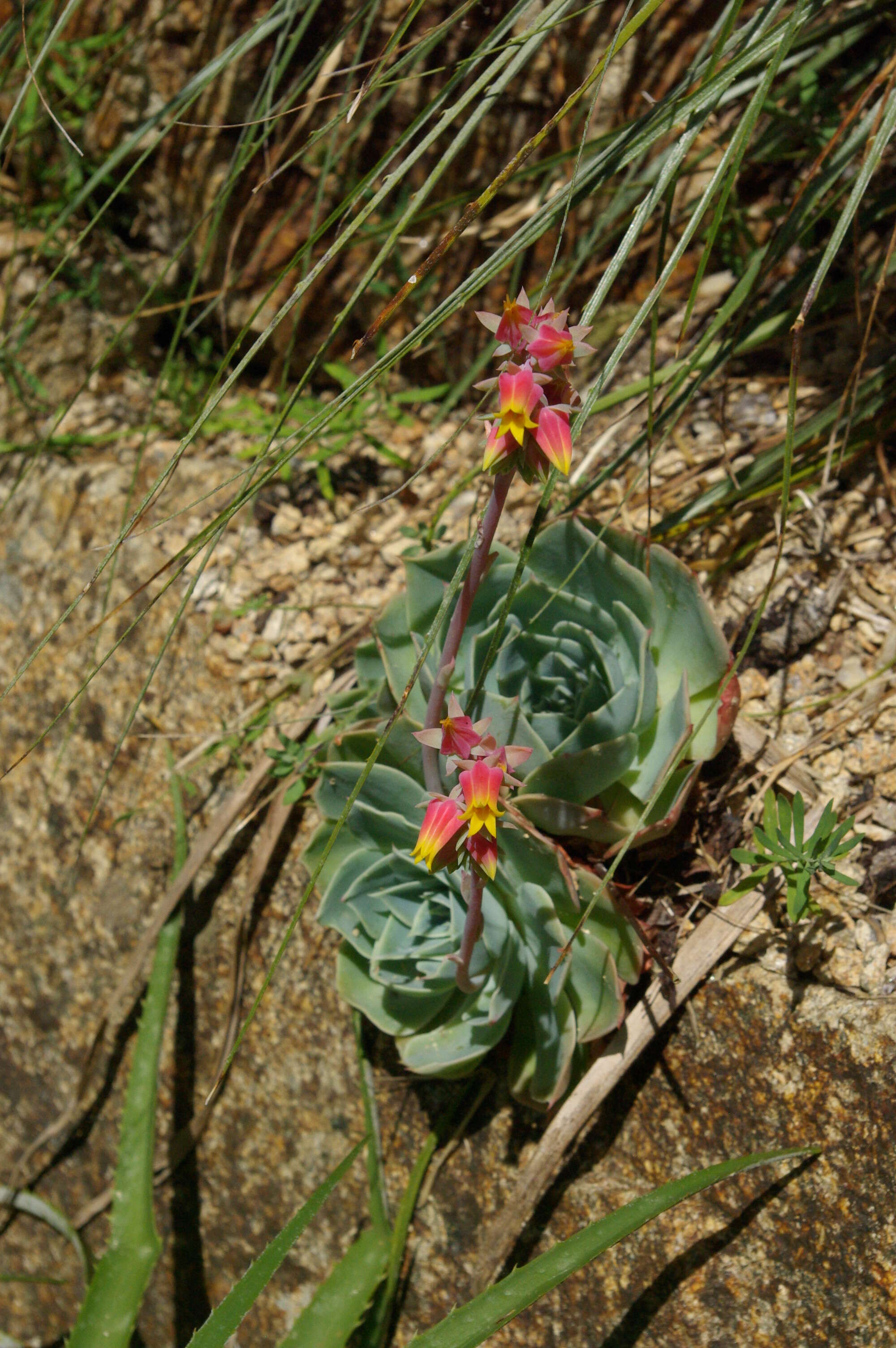 Image of hens and chicks