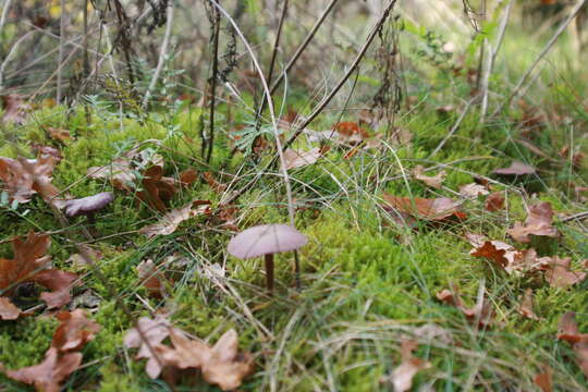 Image of Laccaria amethystina Cooke 1884