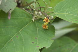 Image of Grewia tiliifolia Vahl