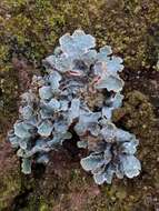 Image of Hammered shield lichen