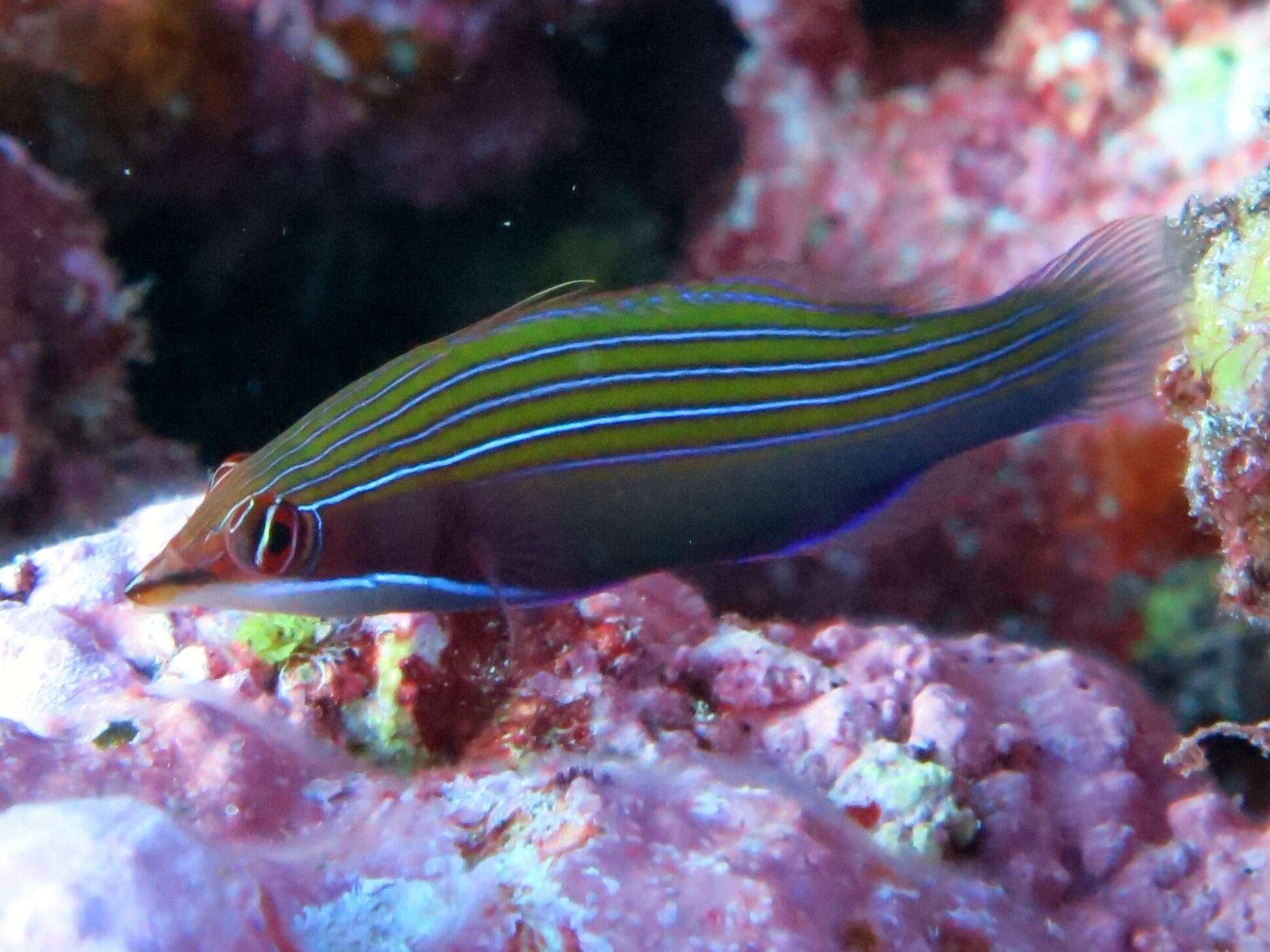 Image of Four-lined wrasse