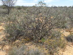 Image de Melaleuca fabri L. A. Craven