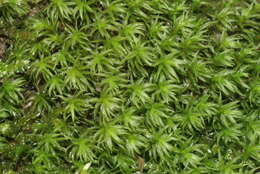 Image of dichodontium moss