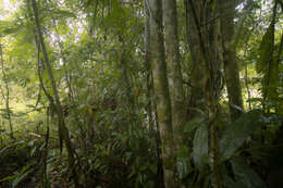 Image of Serendib Scops Owl