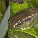 Image of Drewes' Reed Frog