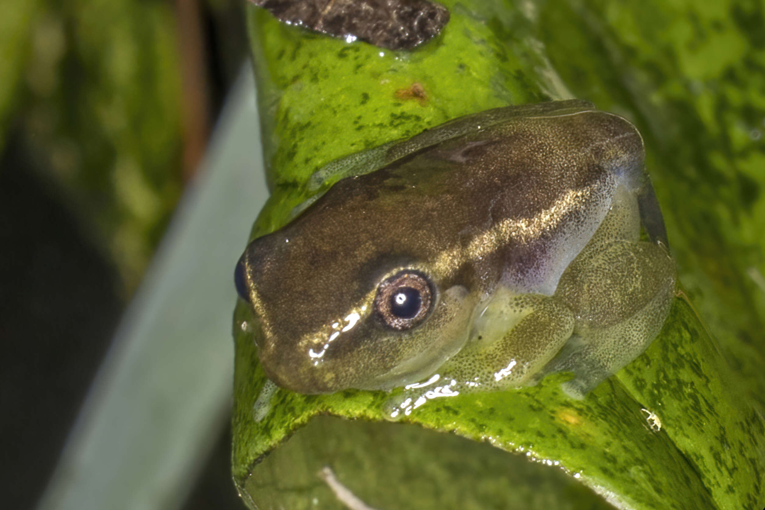 Image of Drewes' Reed Frog