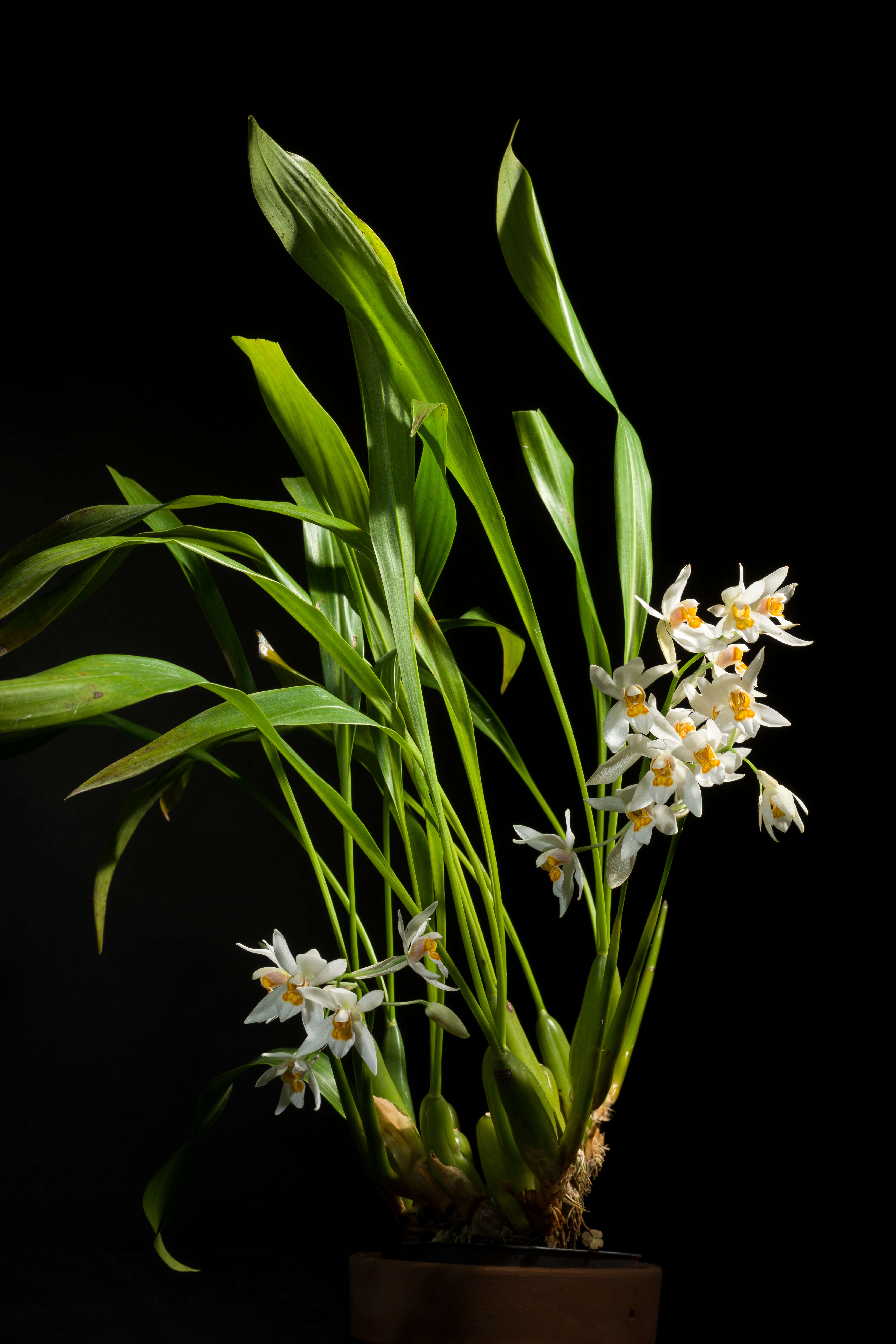 Image of Coelogyne nitida (Wall. ex D. Don) Lindl.