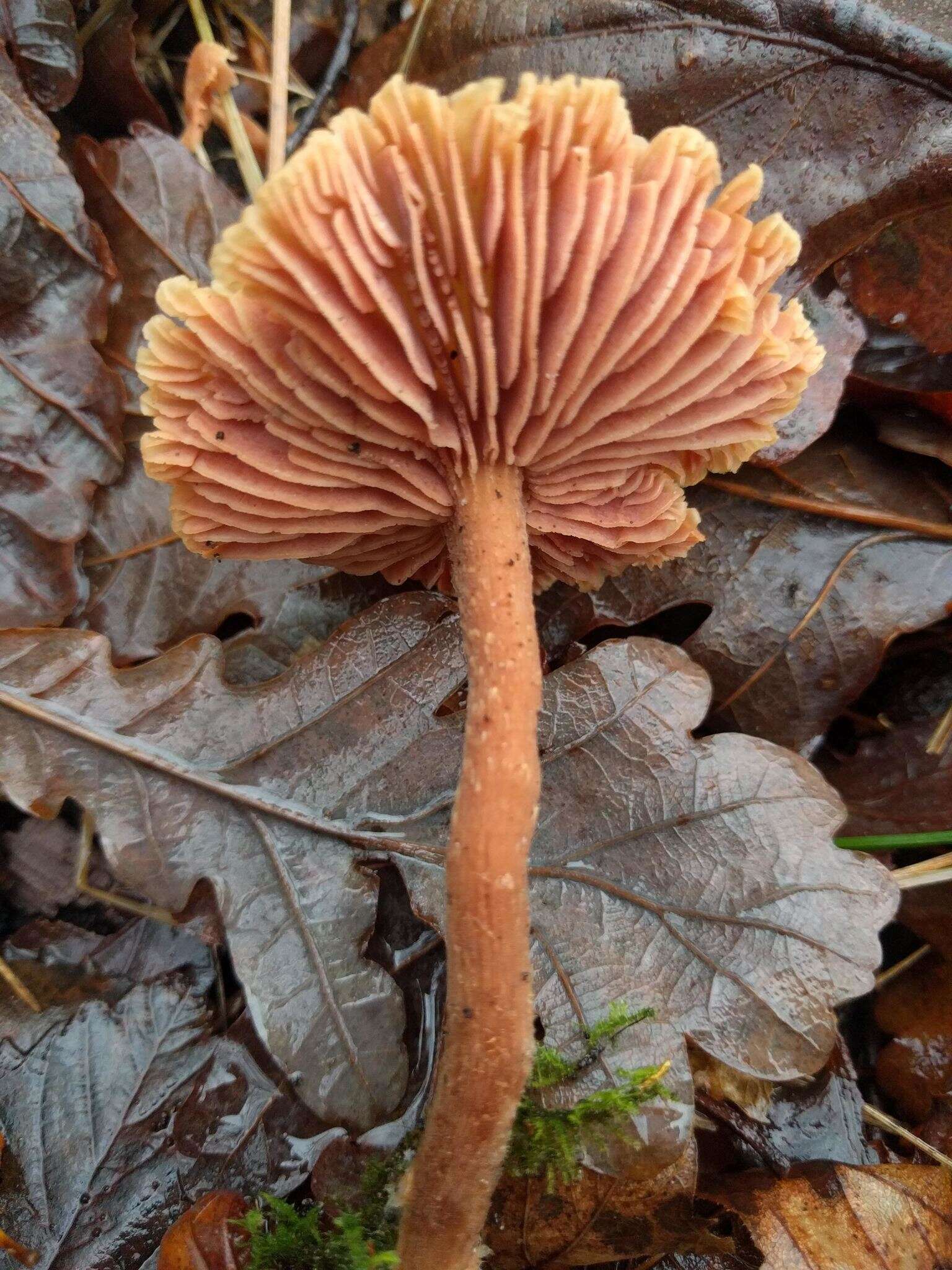 Image of Laccaria laccata (Scop.) Cooke 1884