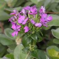 Image of Dianthus japonicus C. P. Thunb. ex A. Murray