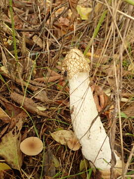 Image of Stinkhorn