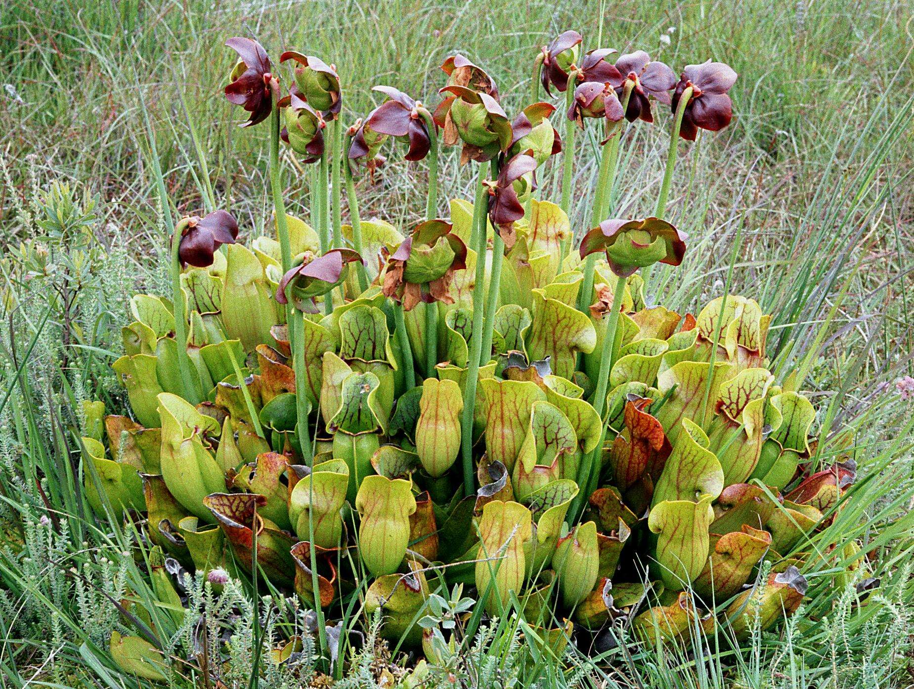 Image of purple pitcherplant