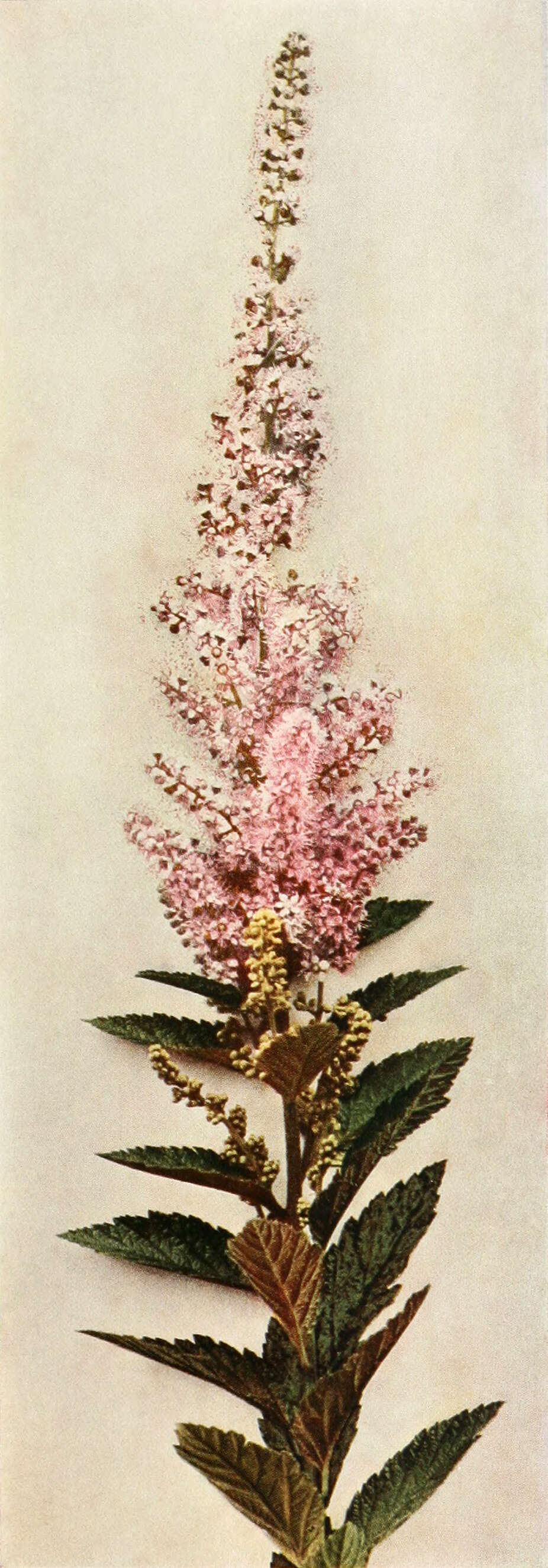 Spiraea tomentosa L.的圖片