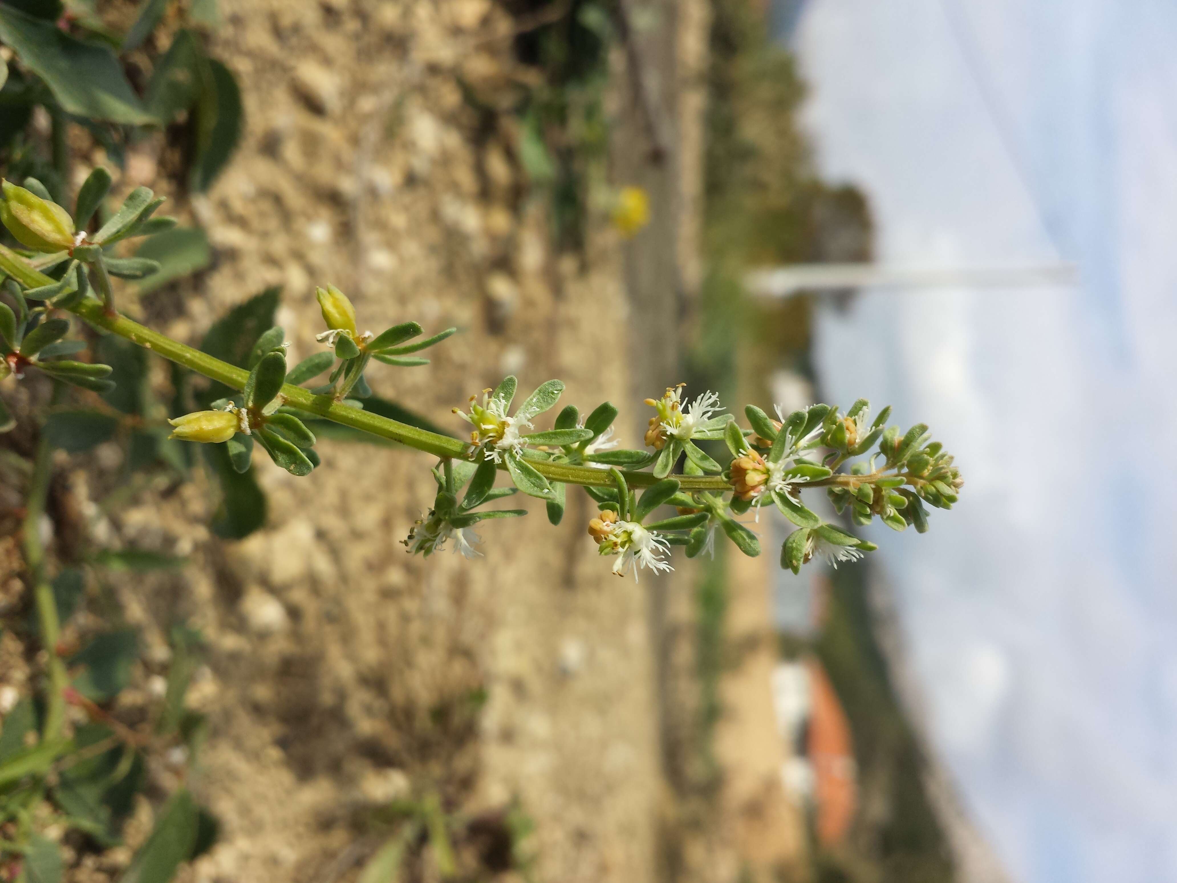 Image of rampion mignonette