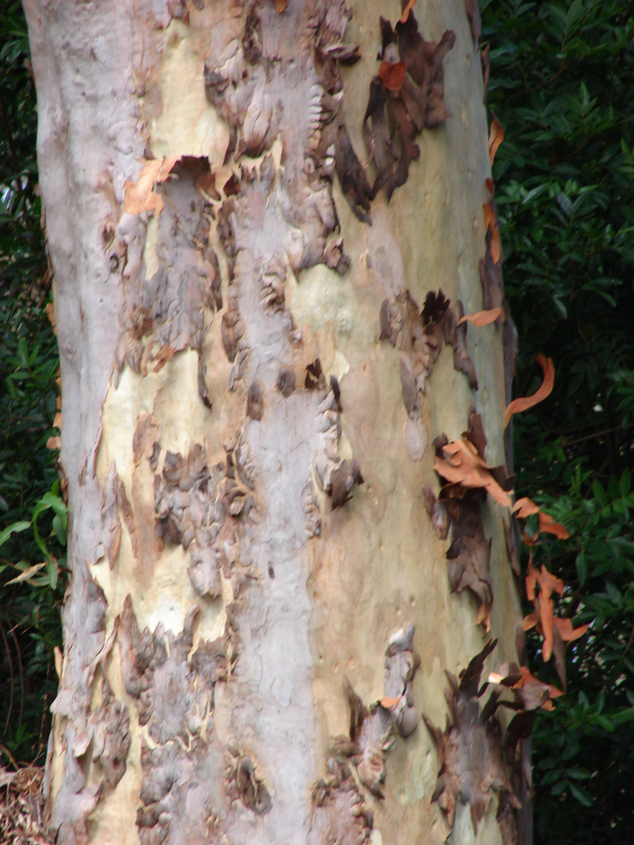 Image of lemonscented gum