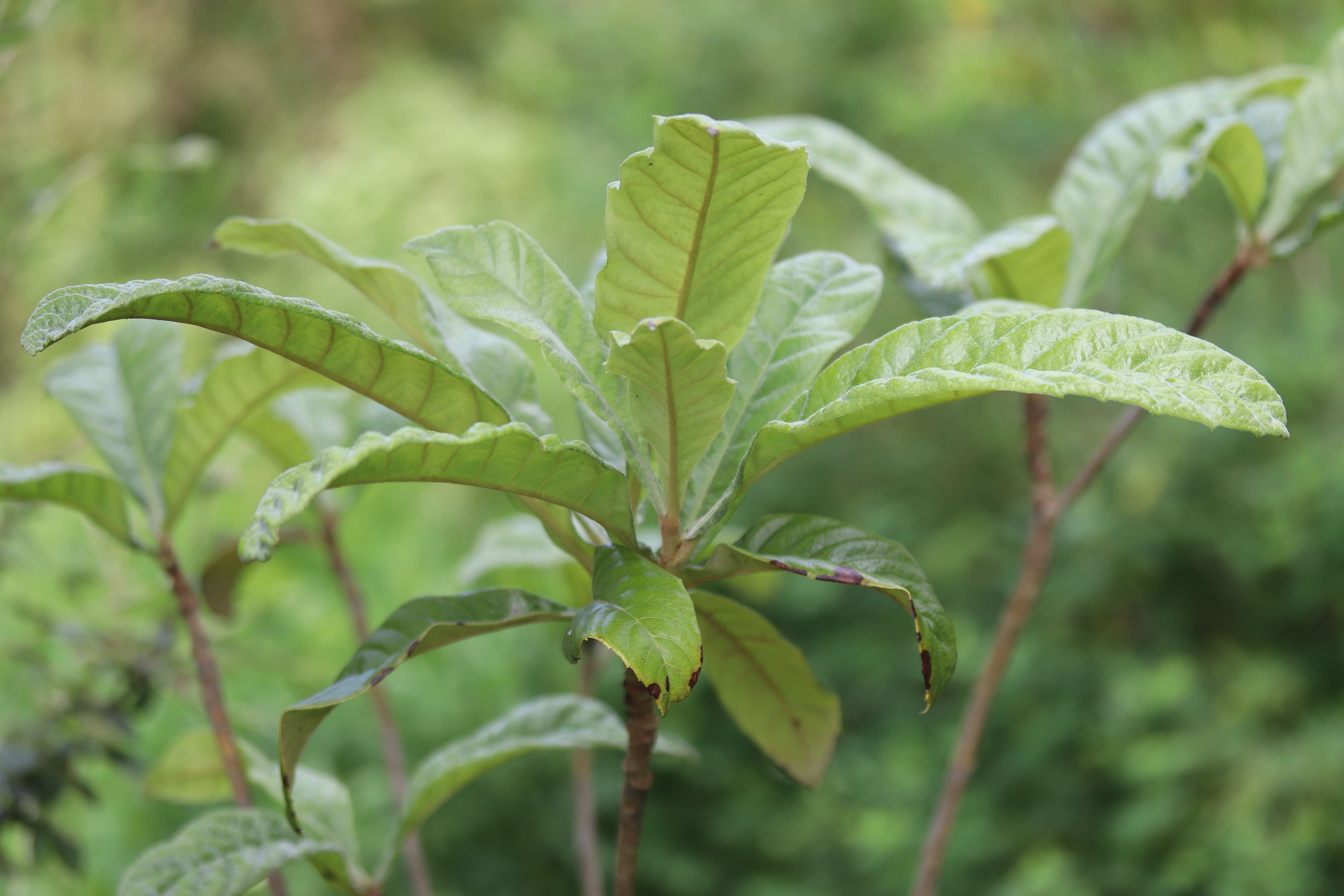 Image of loquat