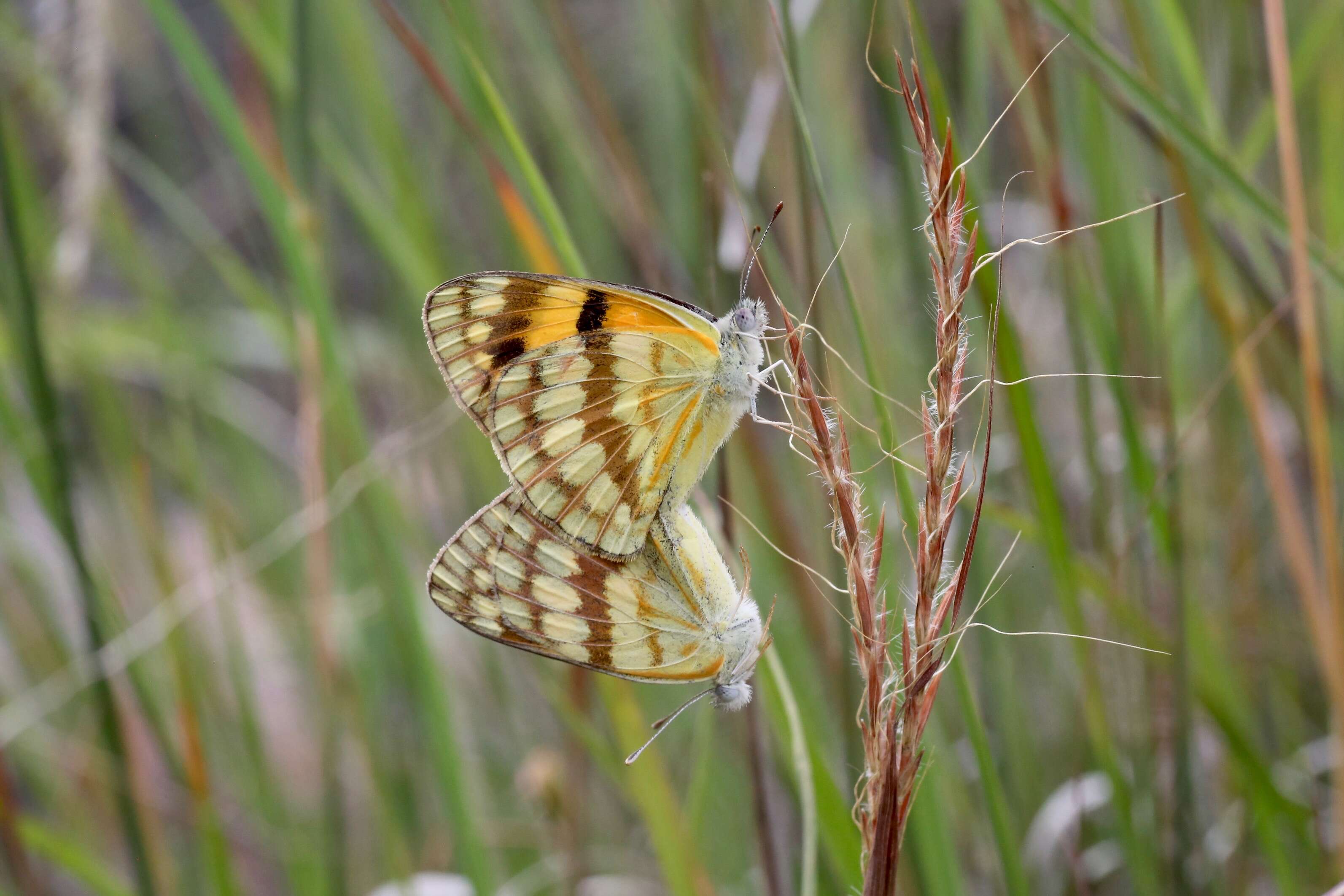 Image of Colotis vesta (Reiche (1850))