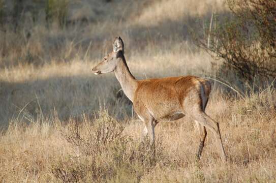 Image of Cervus elaphus hispanicus Hilzheimer 1909