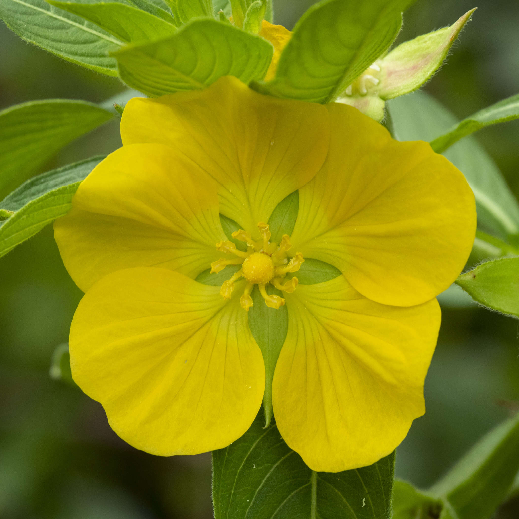 Ludwigia grandiflora var. hexapetala (Hook. & Arn.) D. B. Ward resmi