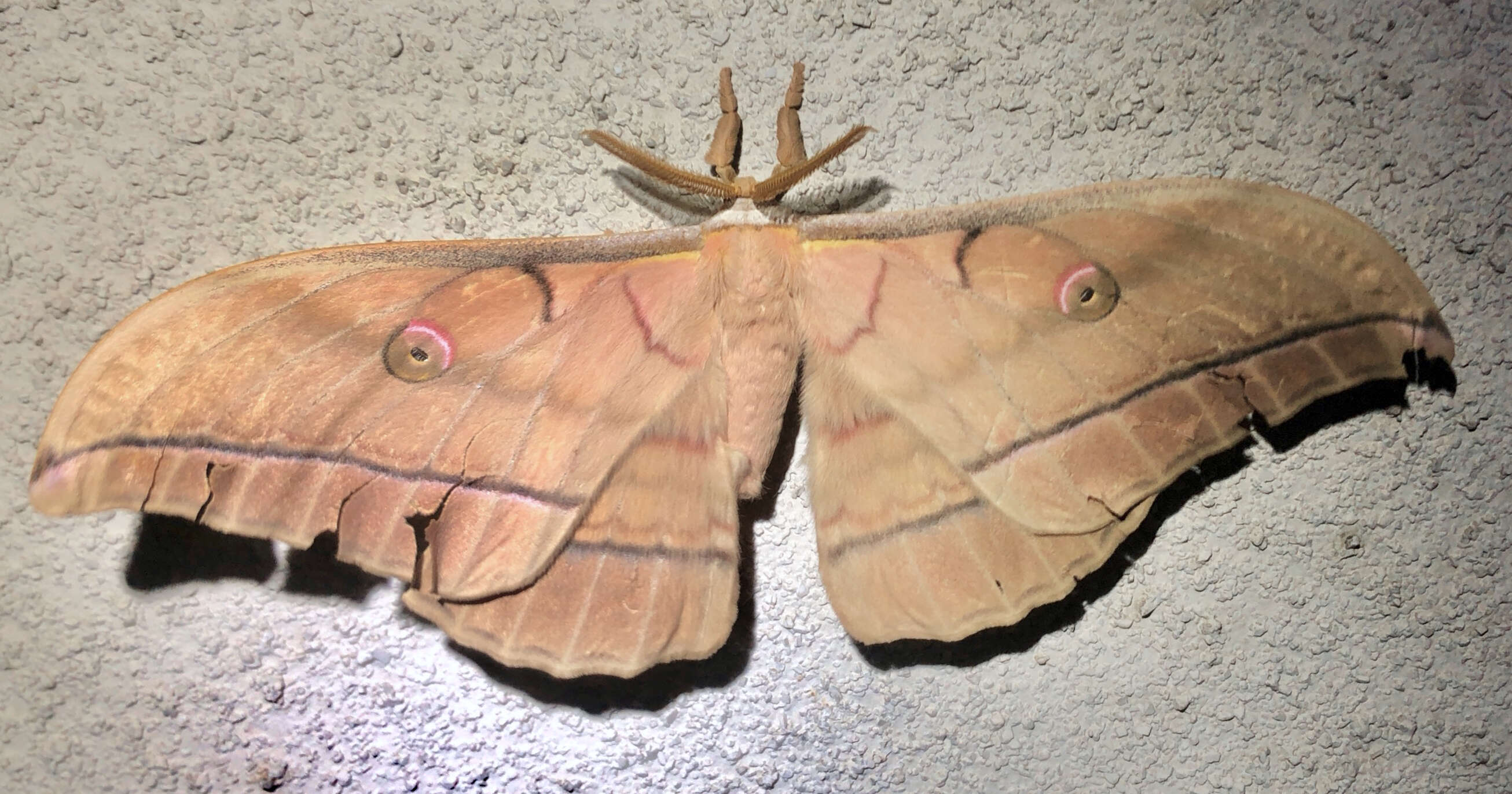 Image of Antheraea yamamai (Guérin-Méneville 1861)