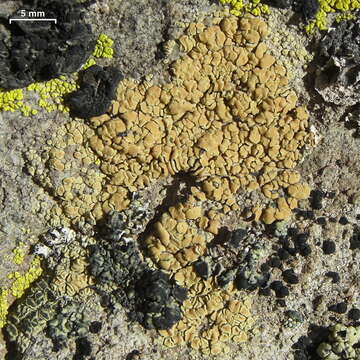 Image of Lecanora polytropa