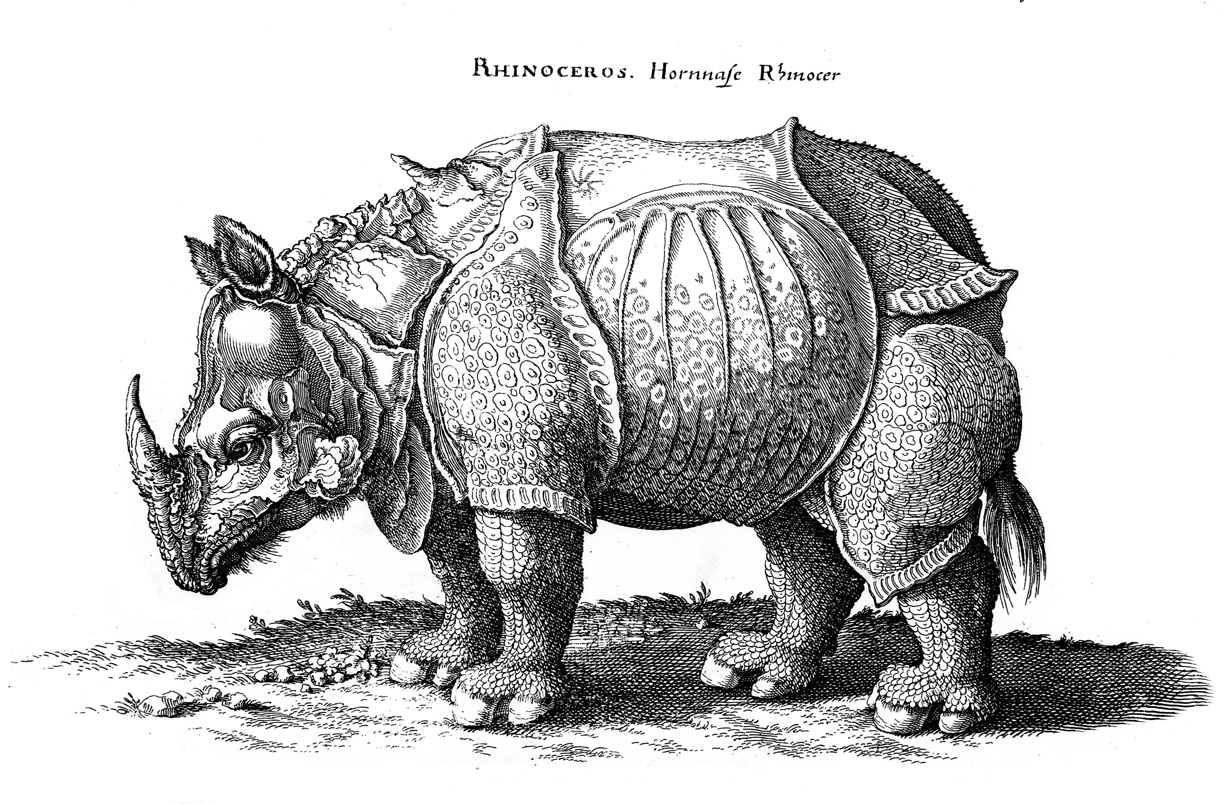 Image of rhinos