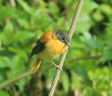 Image de Gobemouche orange et noir