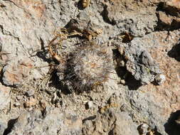 Image of Mammillaria crinita DC.