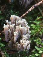 Image de Ramaria stricta (Pers.) Quél. 1888