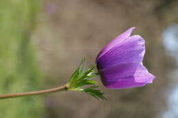 Imagem de Anemone coronaria L.