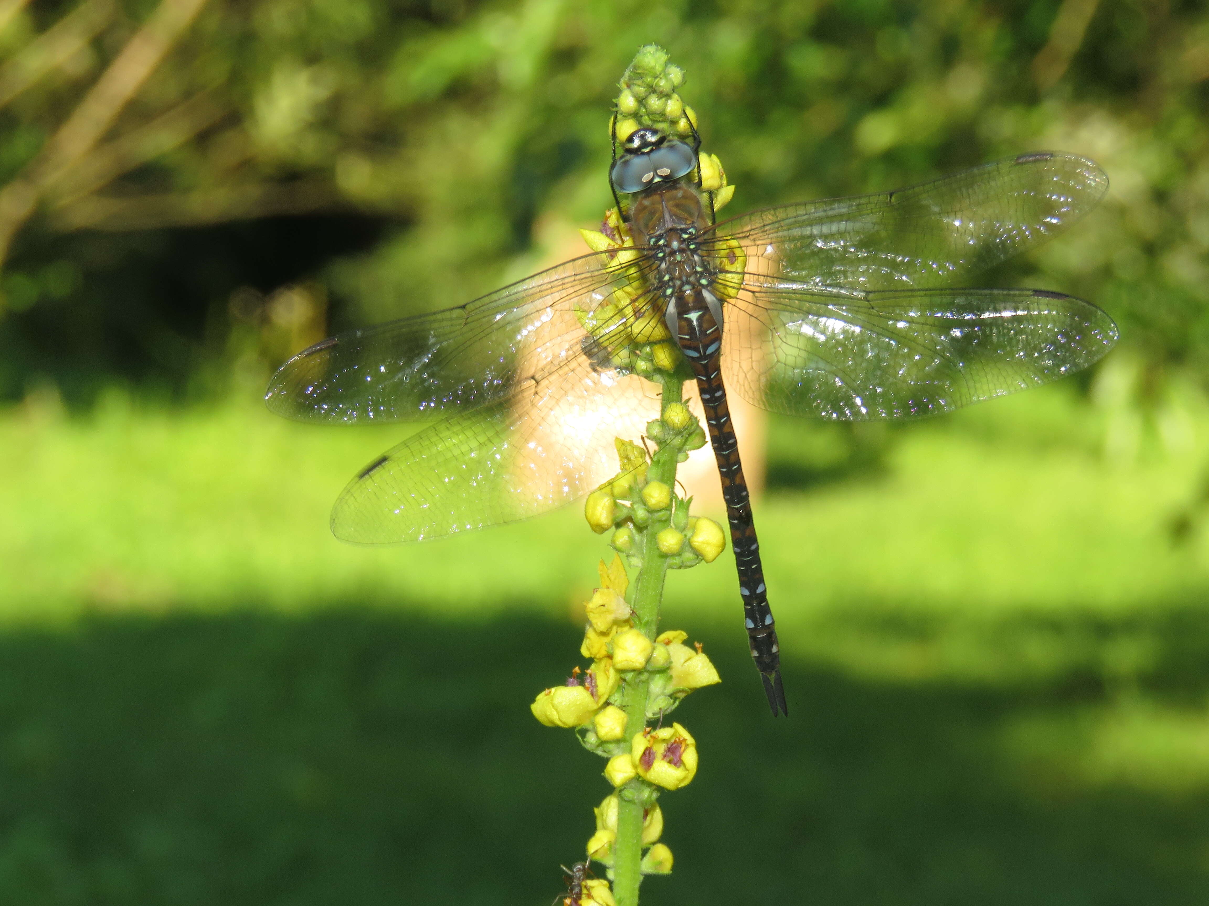 Image of Migrant Hawker