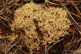 Слика од Ramaria stricta (Pers.) Quél. 1888