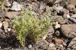 صورة Cryptantha crassisepala (Torr. & Gray) Greene