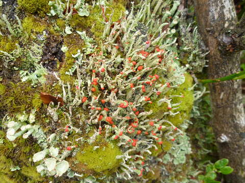 Image of Cladonia macilenta