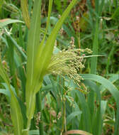 Imagem de Panicum miliaceum L.