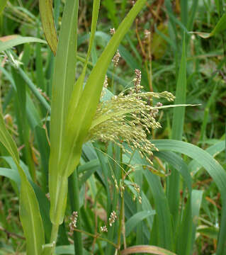 Imagem de Panicum miliaceum L.