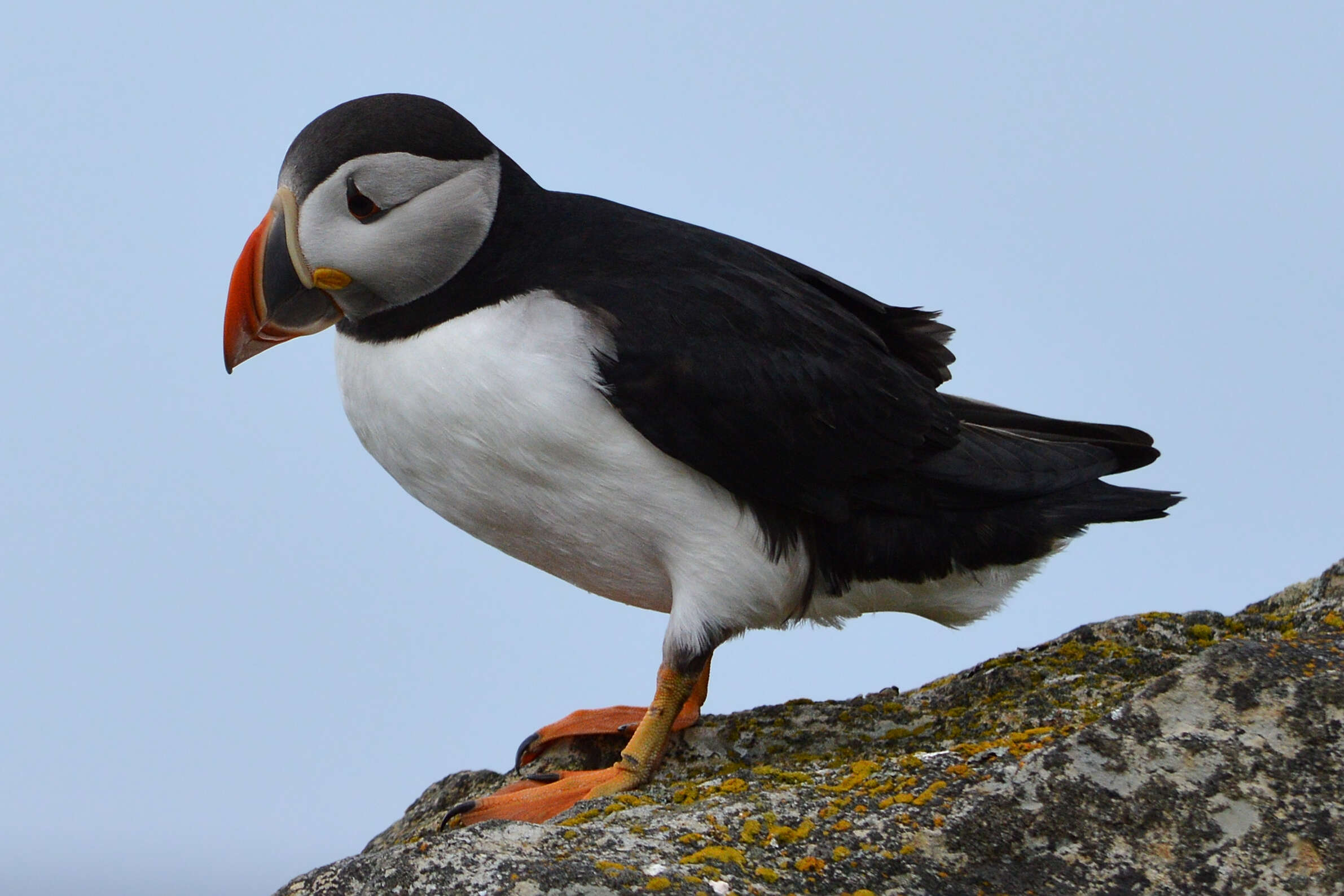 Image of Puffin