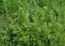 Image of bur chervil
