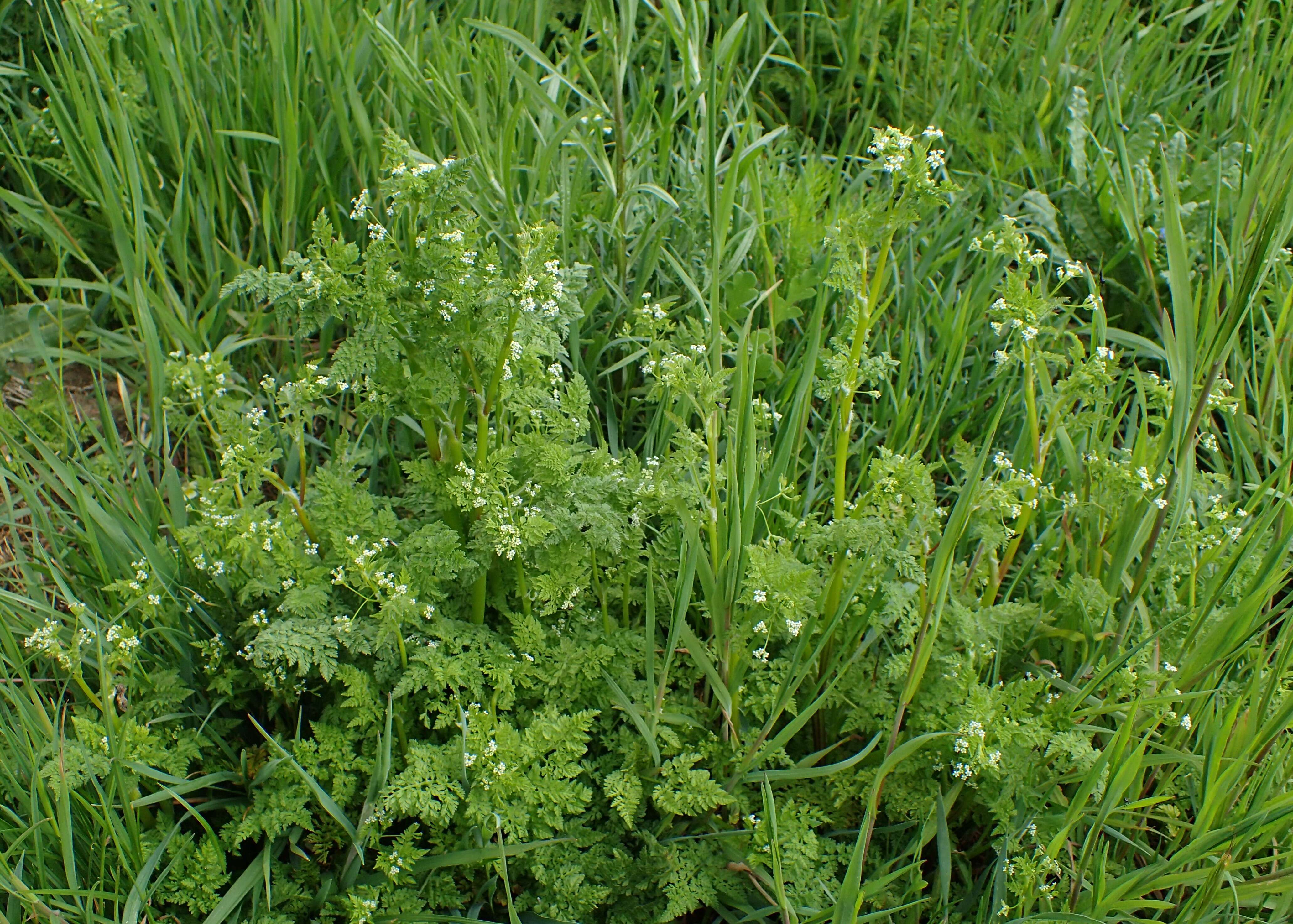 Image of bur chervil