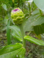 Image of zinnia