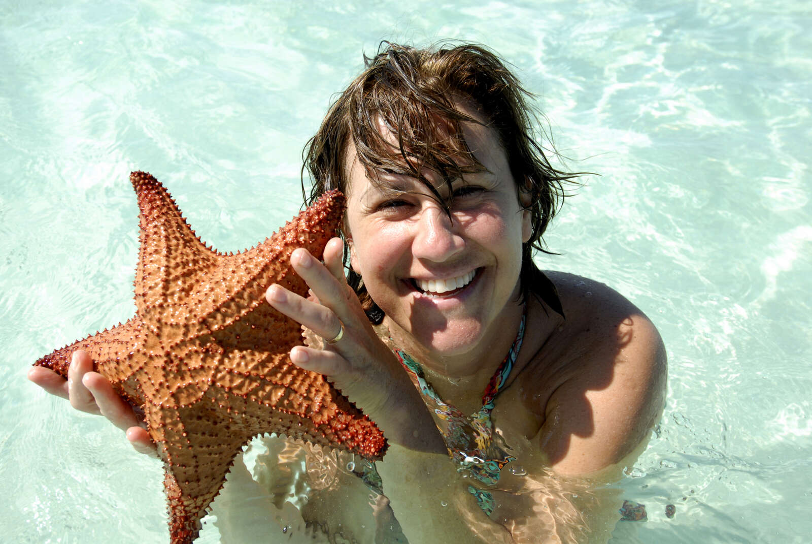 Image of Red cushion sea star