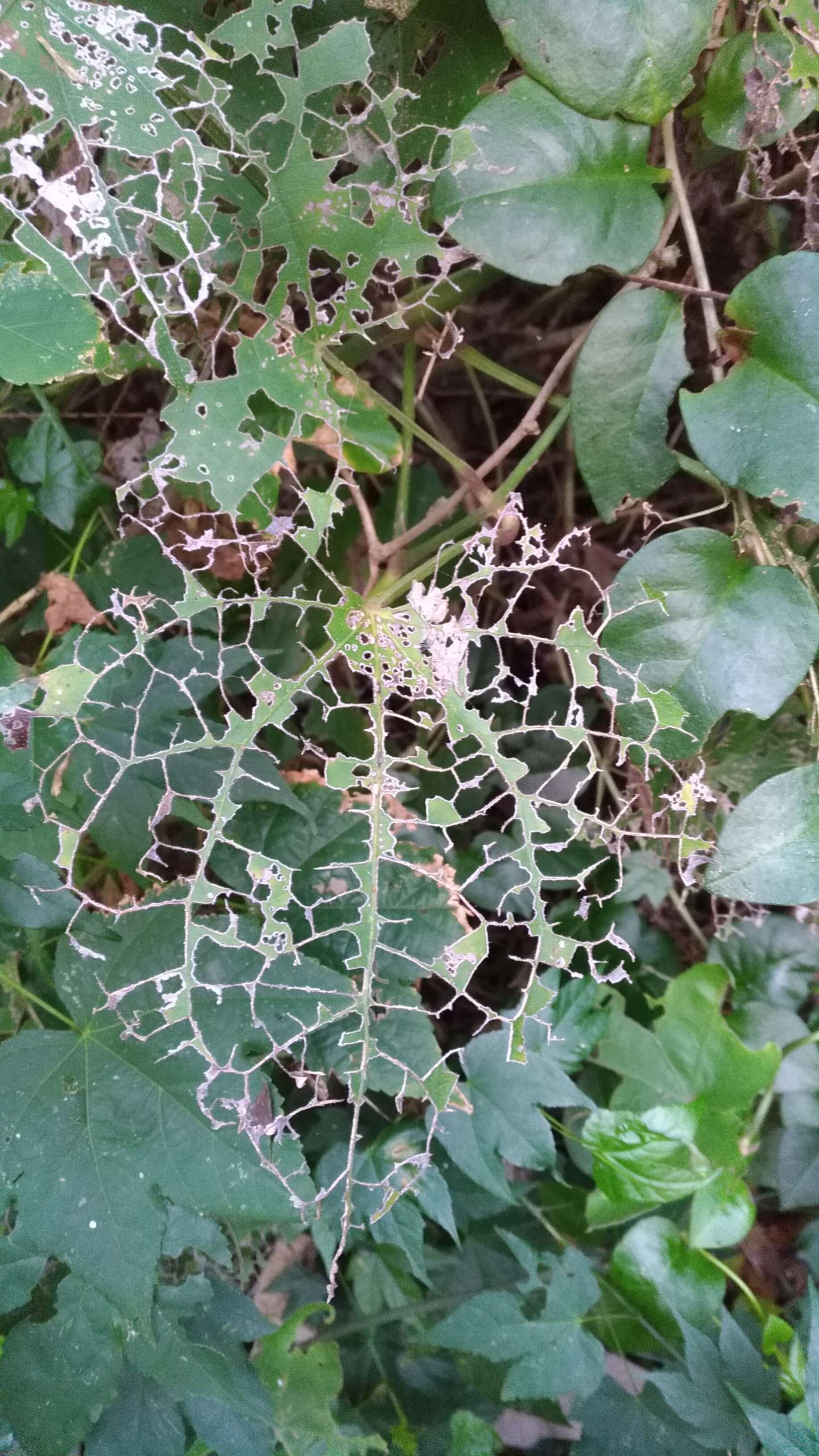 Image of Bengal clock vine