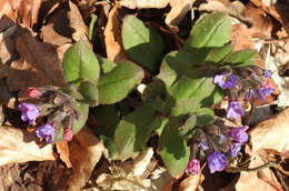 Image of Pulmonaria obscura Dumort.