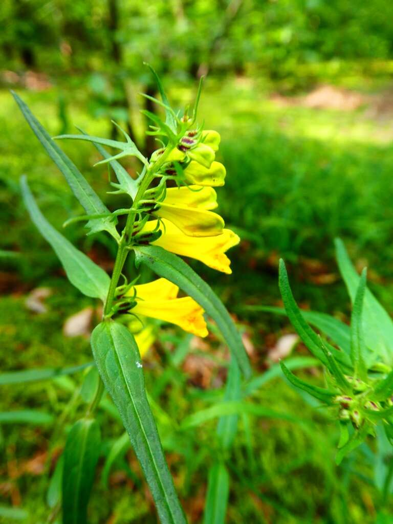 Image of common cow-wheat