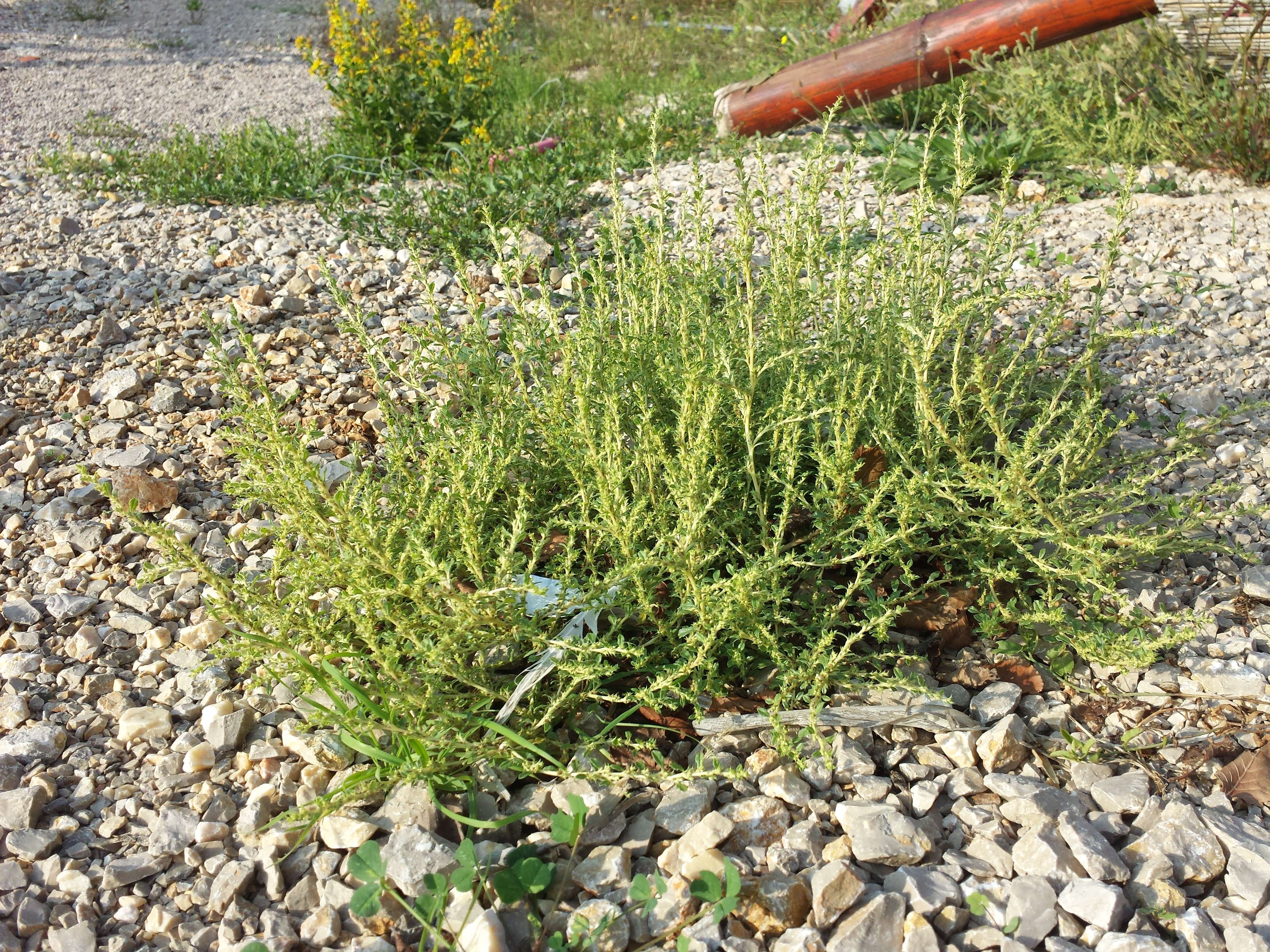 Image of white amaranth, white pigweed