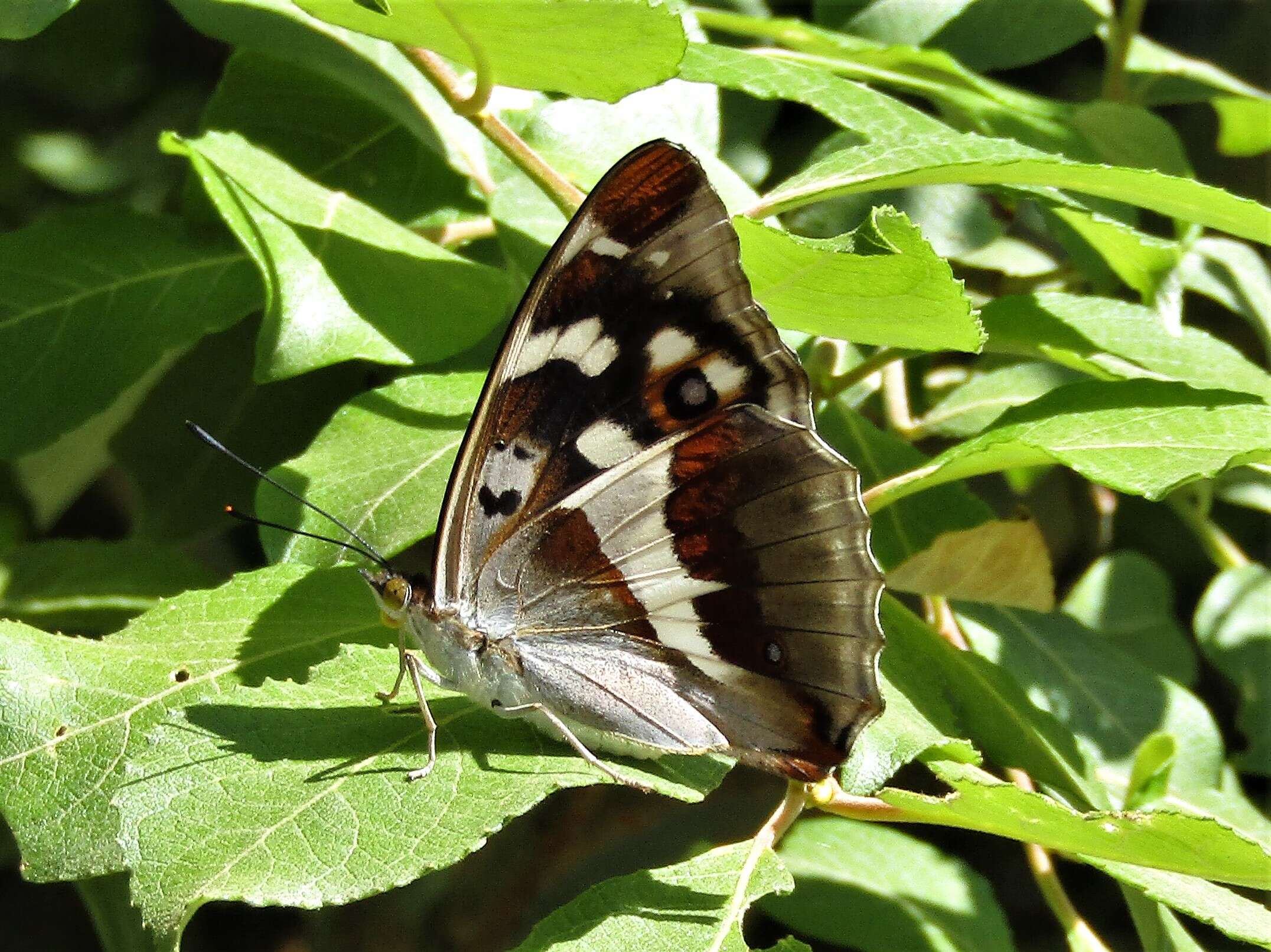 Image of purple emperor