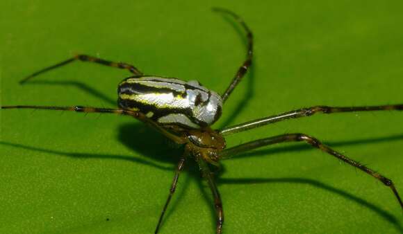 Image of Silver orb spider