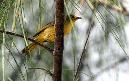 Image of Mangrove Warbler