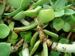 Image of Crassula lactea